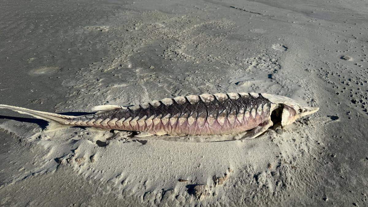 On Sunday, Jan. 11, Fripp Island resident Pete Sload was taking an afternoon walk along the beach when he discovered this sturgeon fish washed up on the shoreline.