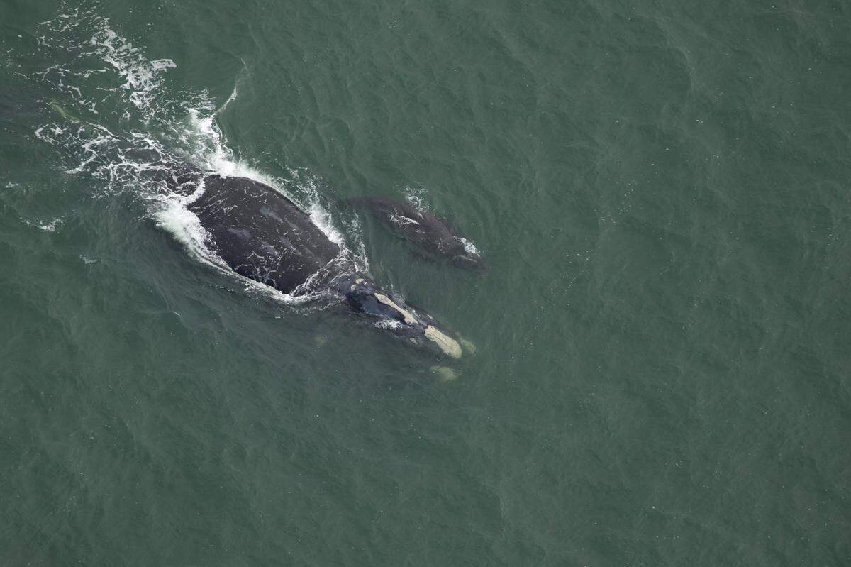 Two North Atlantic right whale mothers were swimming alongside their calves off the coast of Hilton Head Island on Jan. 9. (File photo)