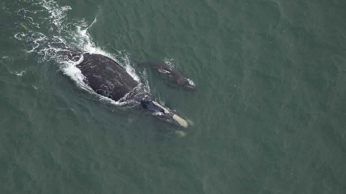 The first North Atlantic right whale mom and calf pair that researchers with Clearwater Marine Aquarium Research Institute sighted in the 2023-2024 season off the coast of South Carolina.