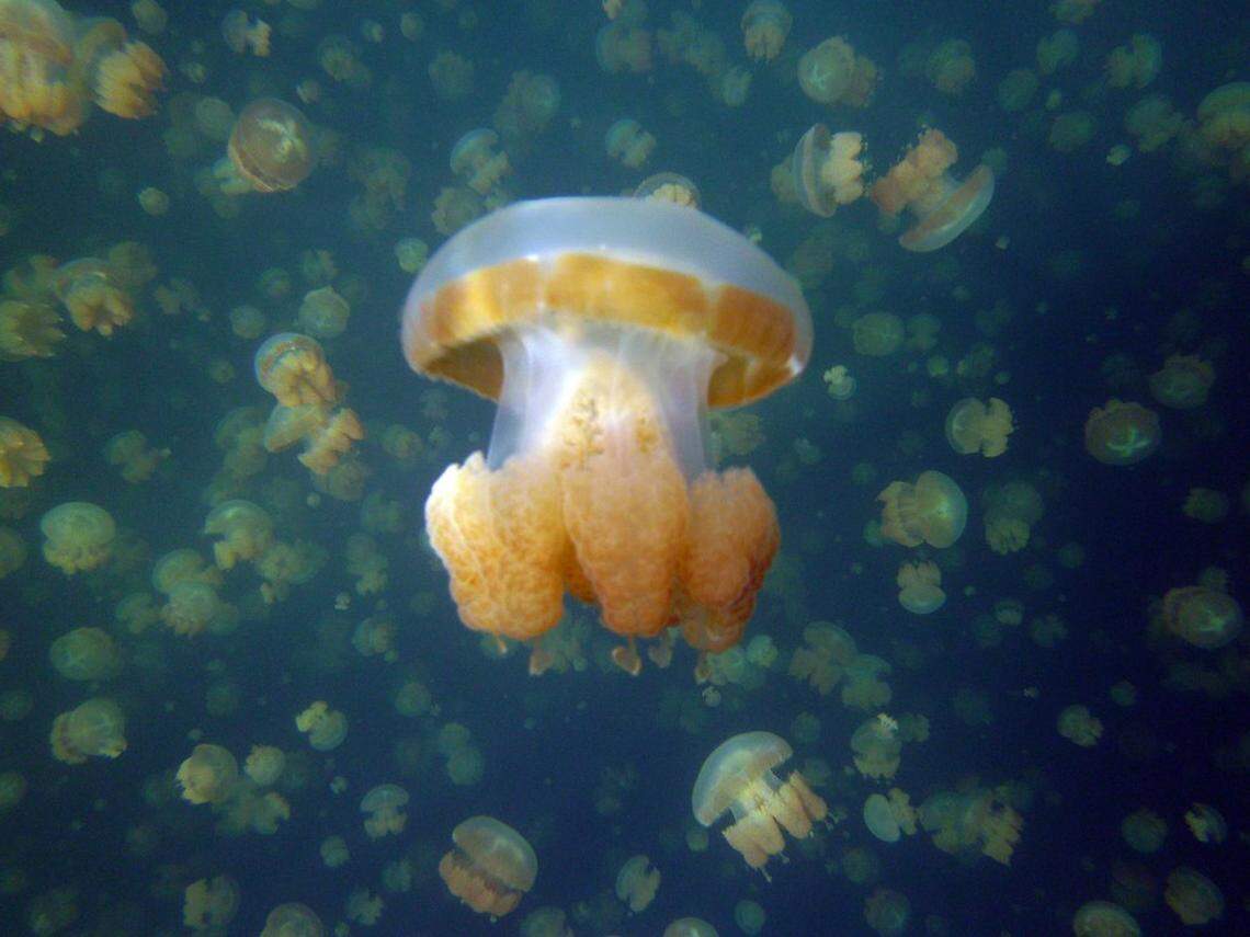 Mushroom jellyfish