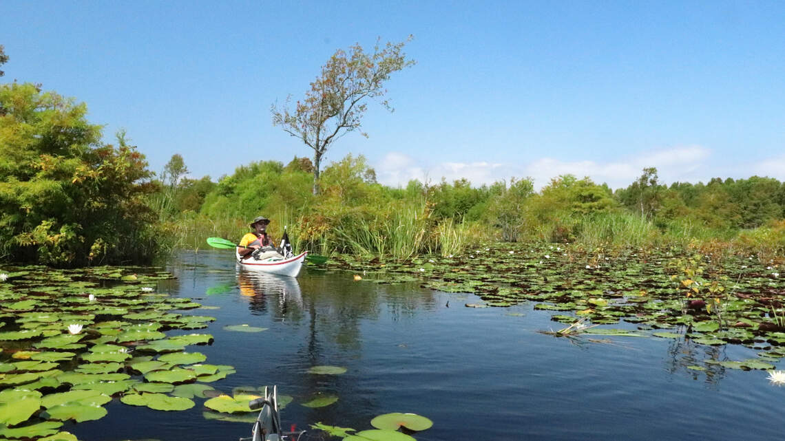 A Lowcountry treasure: kayaking The Jungle trail of Lake Moultrie