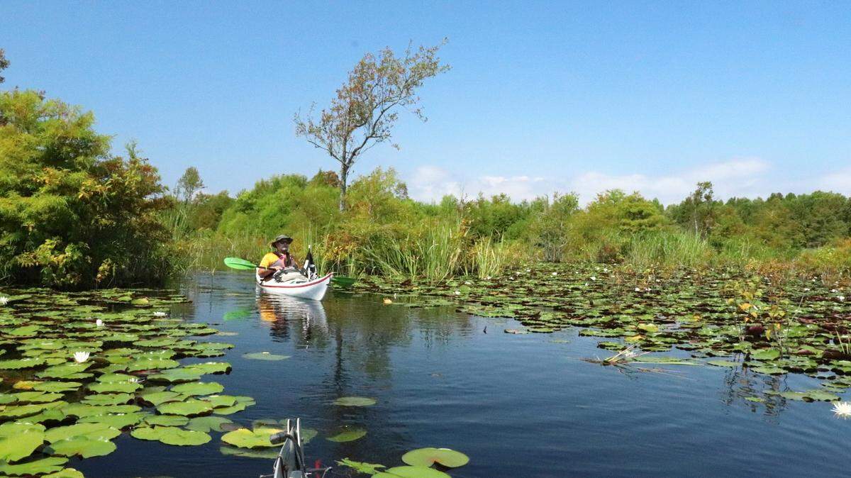 The Jungle trail on Lake Moultrie is part of the Berkeley Blueways and offers over five miles of exploration by kayak or canoe. Here, kayaker Tim Brown of Savannah emerges from the dense green growth into a vast reach of water lilies.