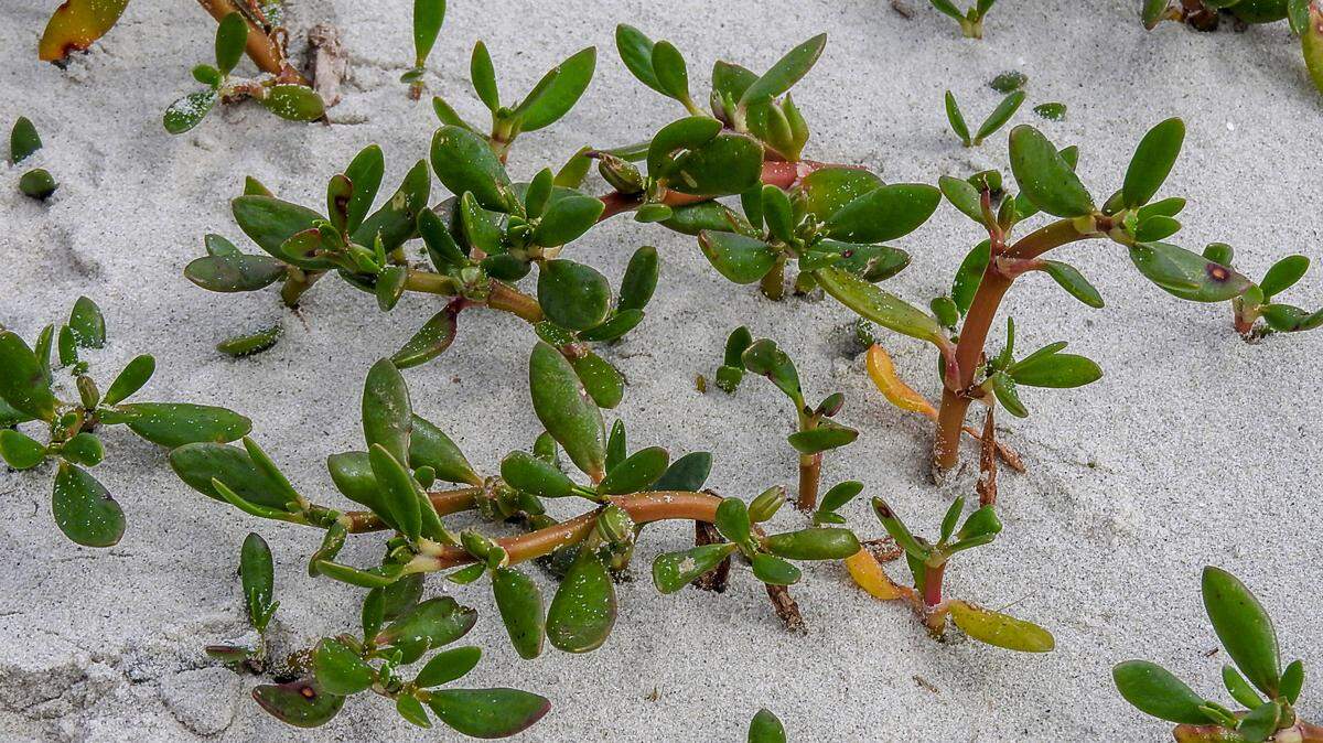 Sea purslane plays an important role as a “pioneer” species on beaches, and it’s currently used extensively in dune restoration projects.