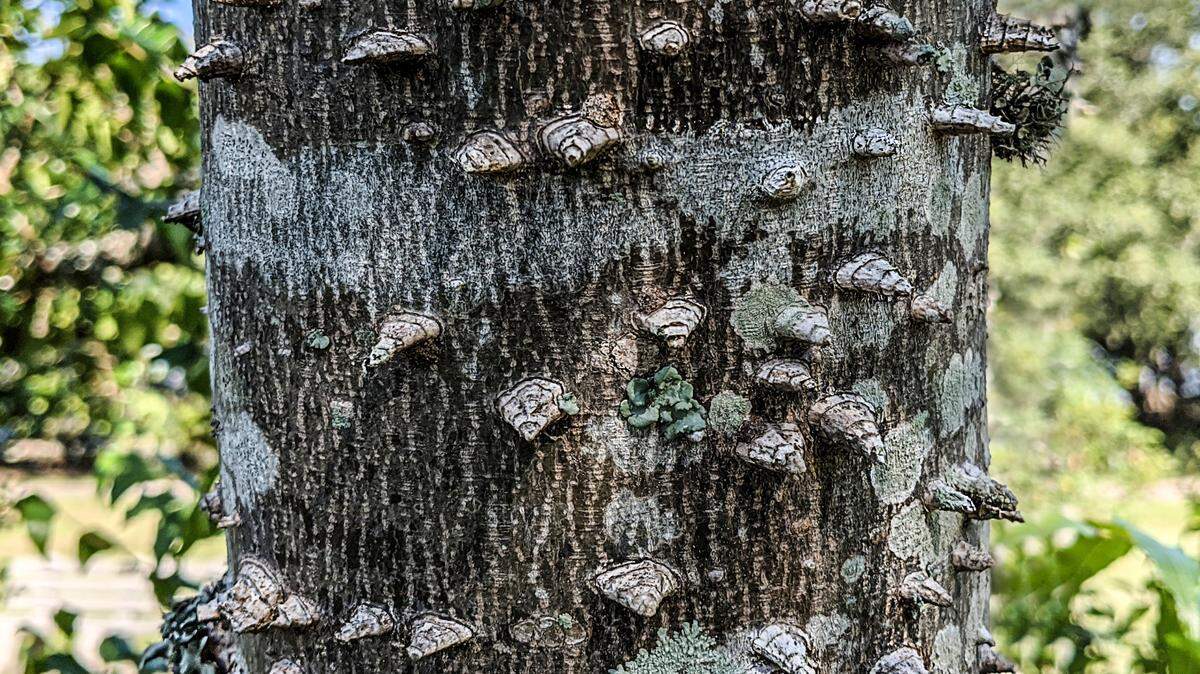 Southern prickly ash has distinctive warty projections on its trunk.