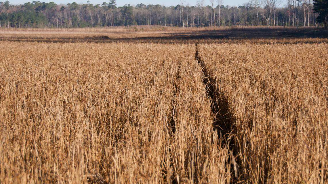 Conservation group buys 336-acre Jasper County land for $1.68M. How will it be used?