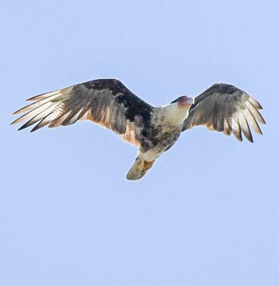 “For something to appear randomly in South Carolina with no rhyme or reason,” Jenn Clementoni says of Crested Caracara that was sighted on Harbor island along South Carolina’s coast on Aug. 19, Aug. 20 and Aug. 21, “is pretty spectacular.”