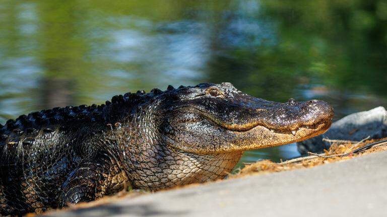 Photos: Gator makes visit during 1st Rd of Hilton Head’s RBC Heritage