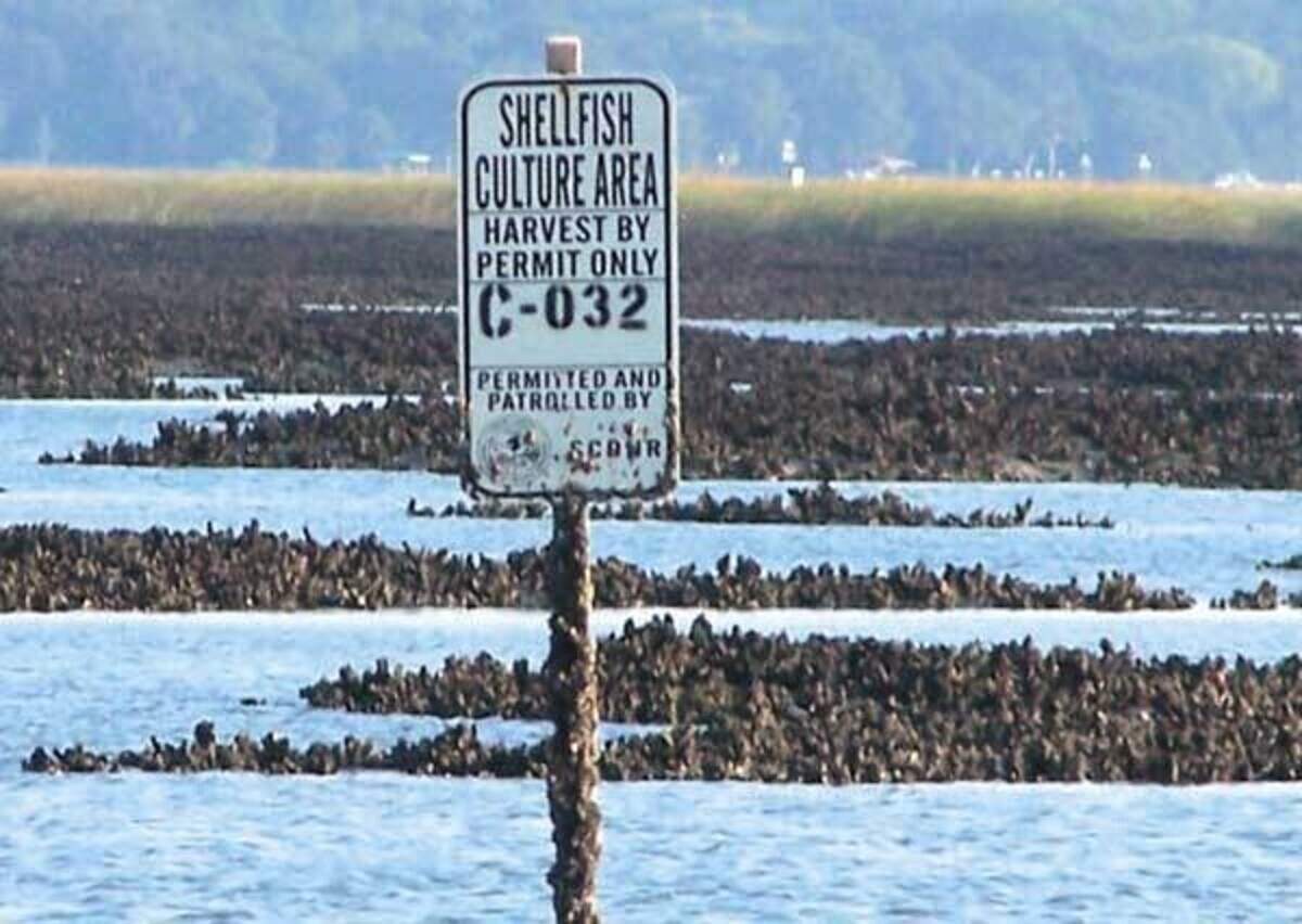 Oyster reseeding is occurring near Port Royal, Beaufort and Okatie boat landings.