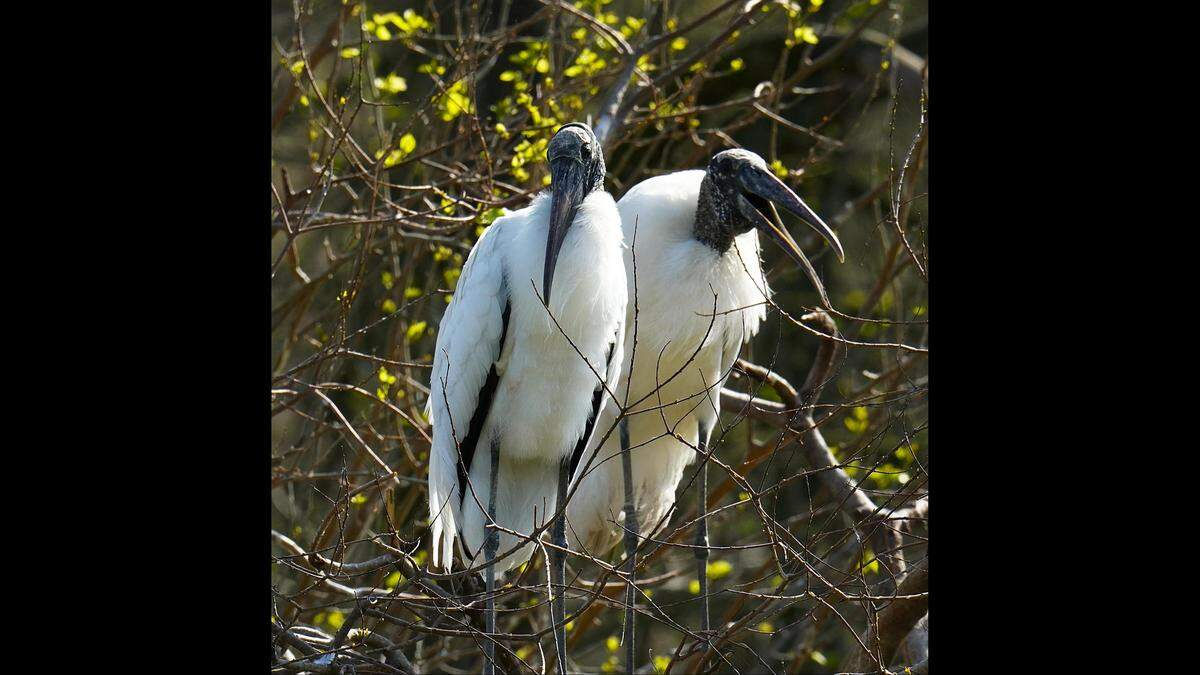 The number of wood stork nests at Cypress Wetlands in Port Royal has grown from 2 to 77 in three years.