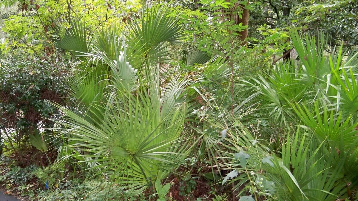 A 30-year-old male sago palm