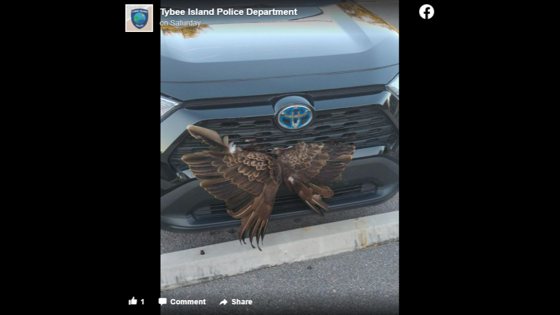 A vulture was found stuck in the grille of a car, Georgia officials said.