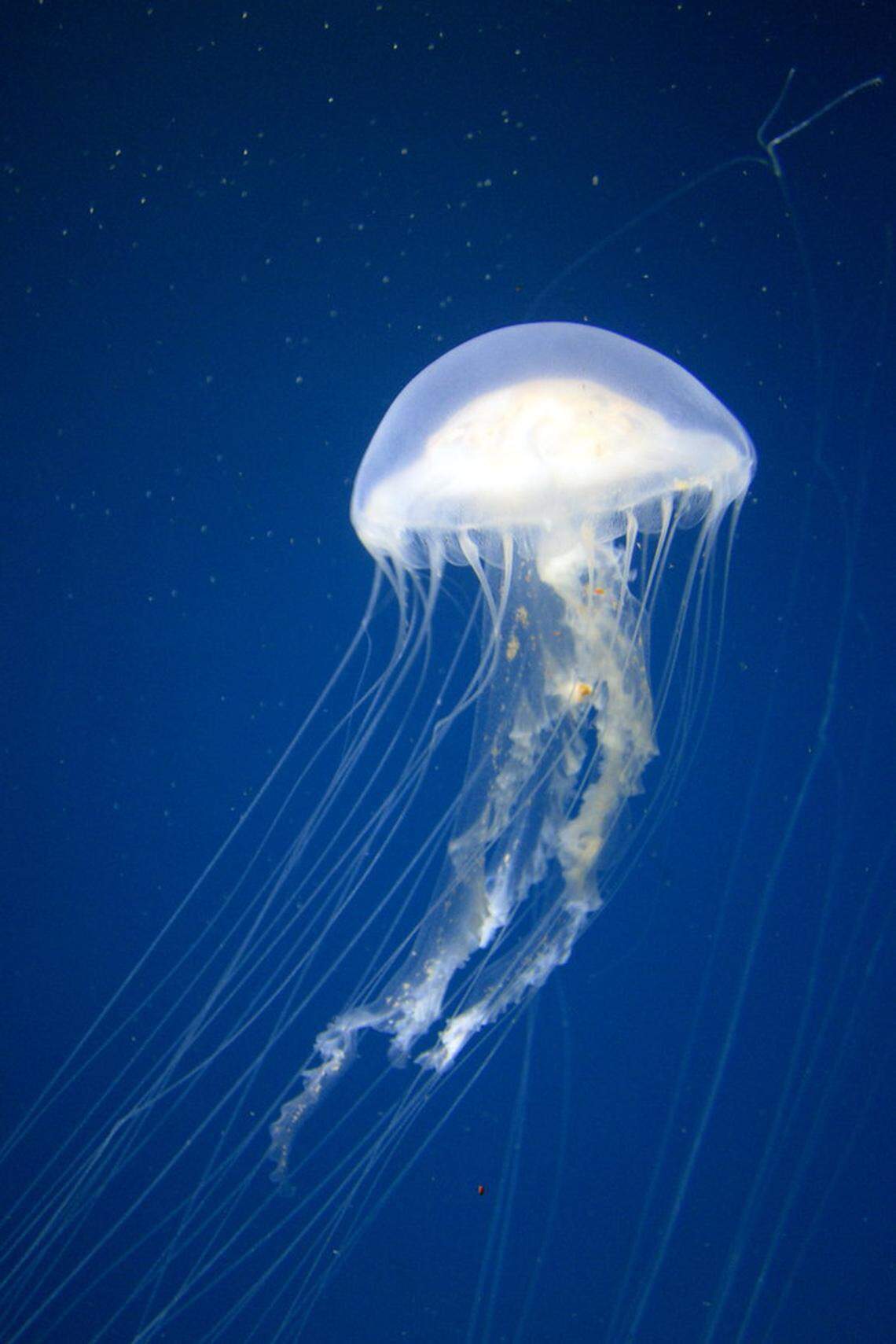 Sea nettle jellyfish