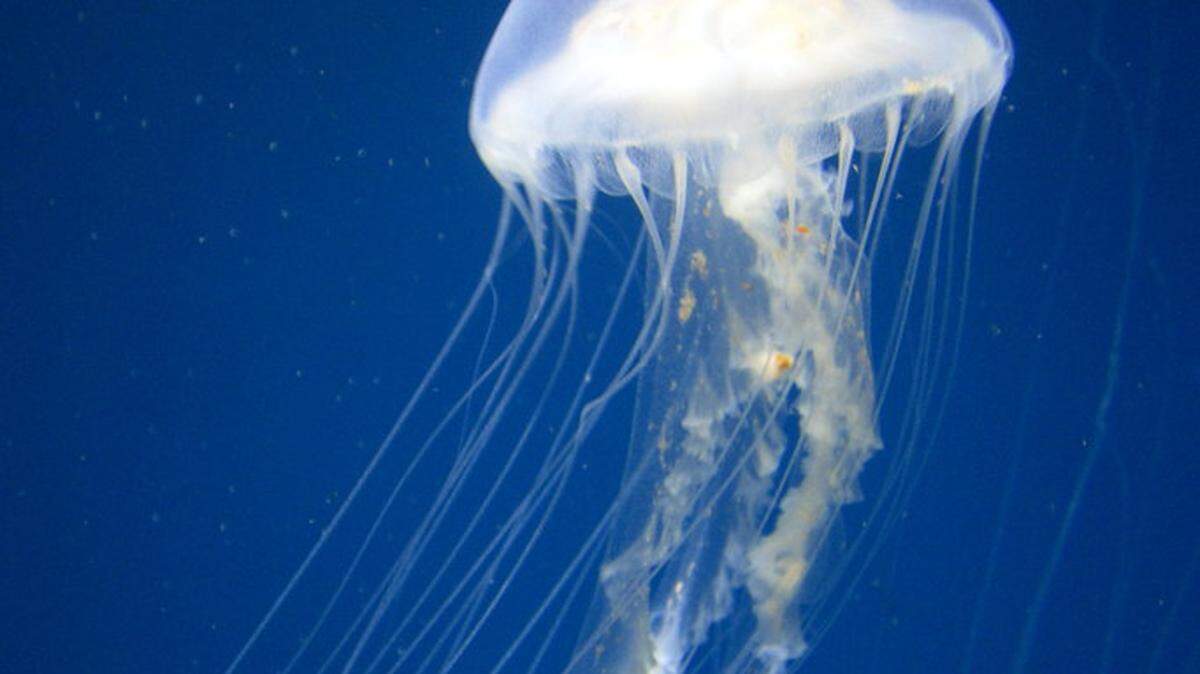 Sea nettle jellyfish