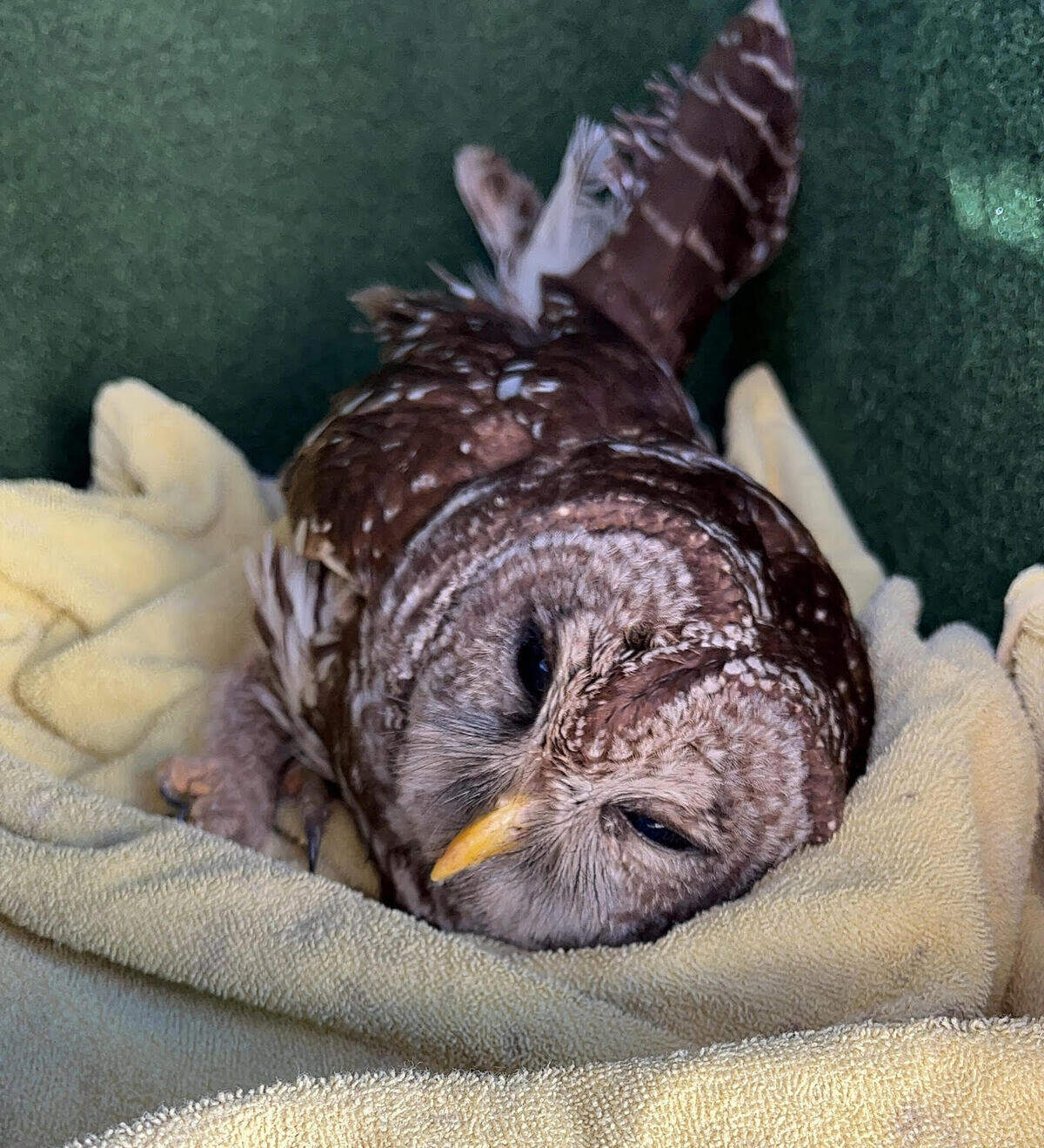 The injured owl was transported to Awendaw’s Avian Conservation Center by Joshua Vermilyea, a longtime volunteer for animal rescue groups in the Lowcountry. Because birds of prey are extremely visually oriented, Vermilyea put Howie in a covered carrier to reduce the bird’s stress levels during the trip.