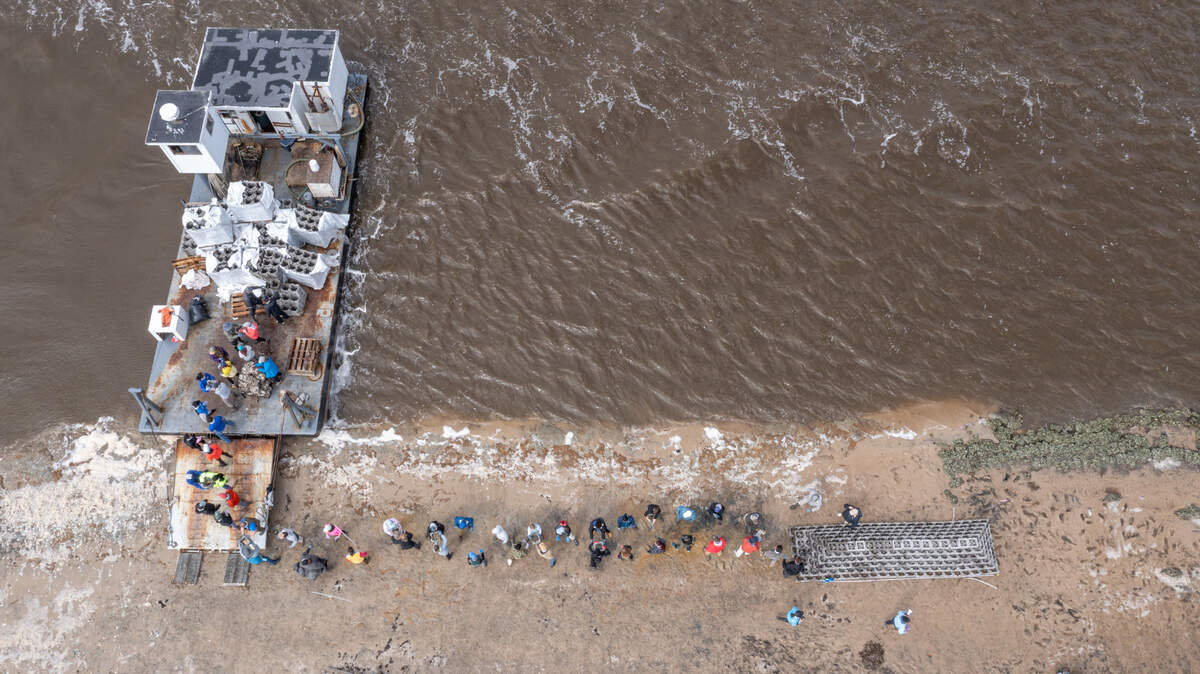 An aerial view of an oyster-castle living shoreline being built. Oyster-castle living shorelines consist of interlocking concrete blocks that become living reefs as oyster larvae attach to them and grow all while helping reduce wave energy and erosion along the shoreline. 