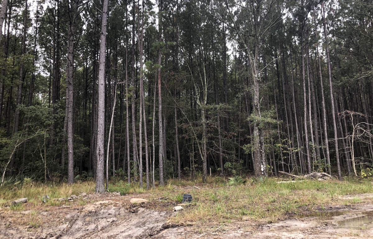 A proposal from Village Park Homes LLC, already approved for 76 housing units, suggests adding 206 more to the Alston Park development in Bluffton’s New Riverside area. A thick layer of trees stand where the development is proposed.