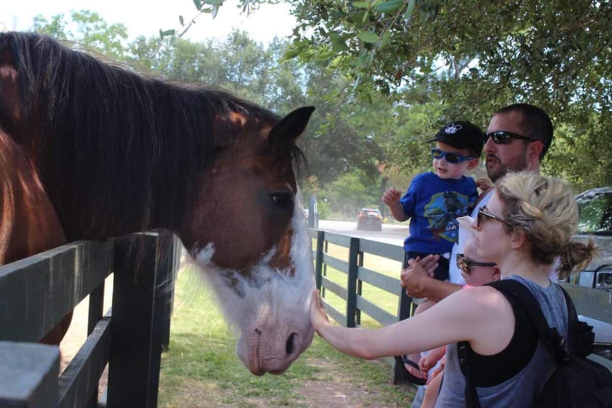 Harley gets attention from Penny Dailey Grillo and her family. She said, “we have been coming to Hilton Head for more than 30 years. We would visit the stables when my kids were young. The photo is my daughter and son-in-law and our two grandchildren. My daughter’s first trip to HHI was at seven weeks old and my son celebrated his first birthday there.”