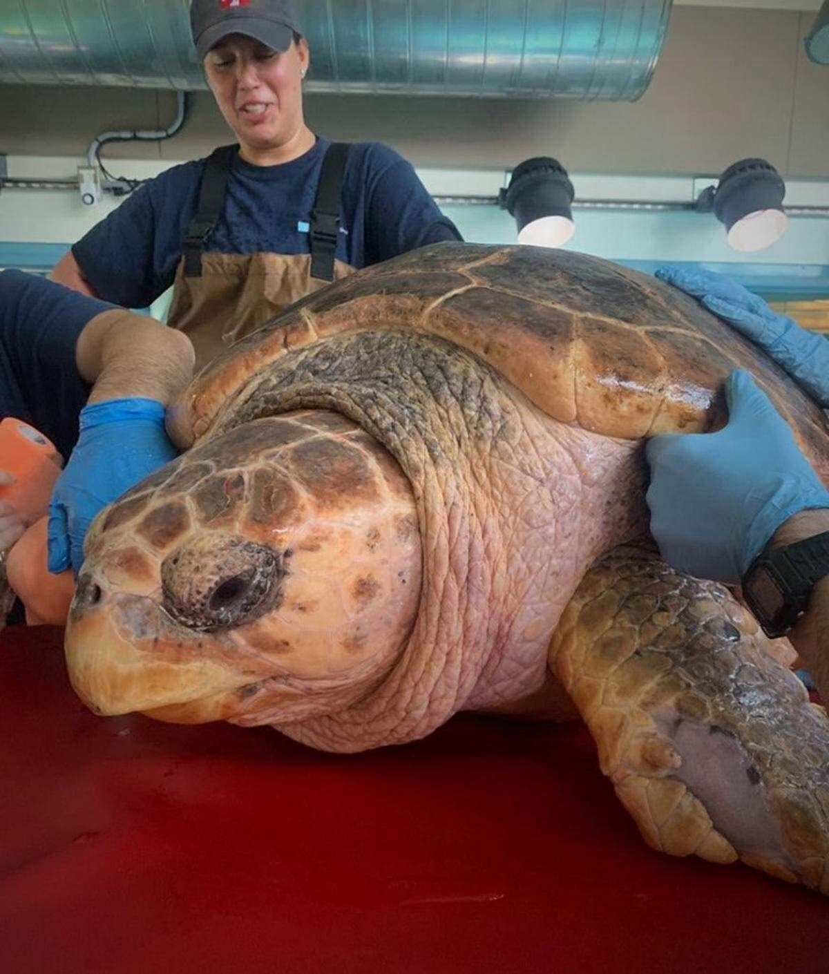 Banzai, a loggerhead sea turtle found stranded off Hunting Island, was released back into the ocean after spending four months being treated for her injuries after a shark attack.