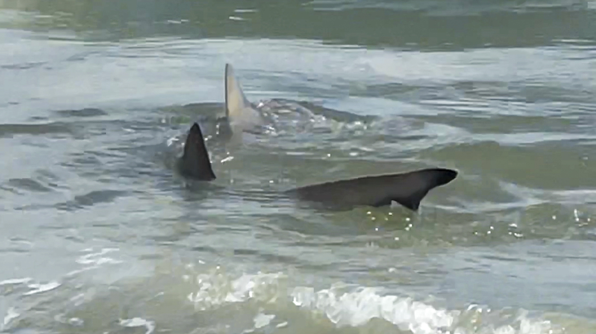 In this screen capture, Jill Horner a recent transplant to the area from Buffalo, N.Y., captured video of a shark swimming off Hilton Head Island on Sept. 4, 2022, Labor Day weekend.