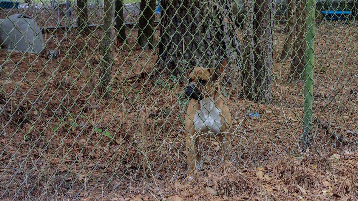 A dog wanders up to the fenceleine at Jasper Animal Recue Mission along Carters Mill Road on Monday, Nov. 13, 2023 in Ridgeland, S.C.