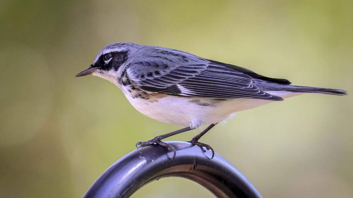 A hybrid yellow-rumped warbler and black-throated blue warbler was discovered on Hilton Head. It’s the first hybrid of this kind ever recorded.