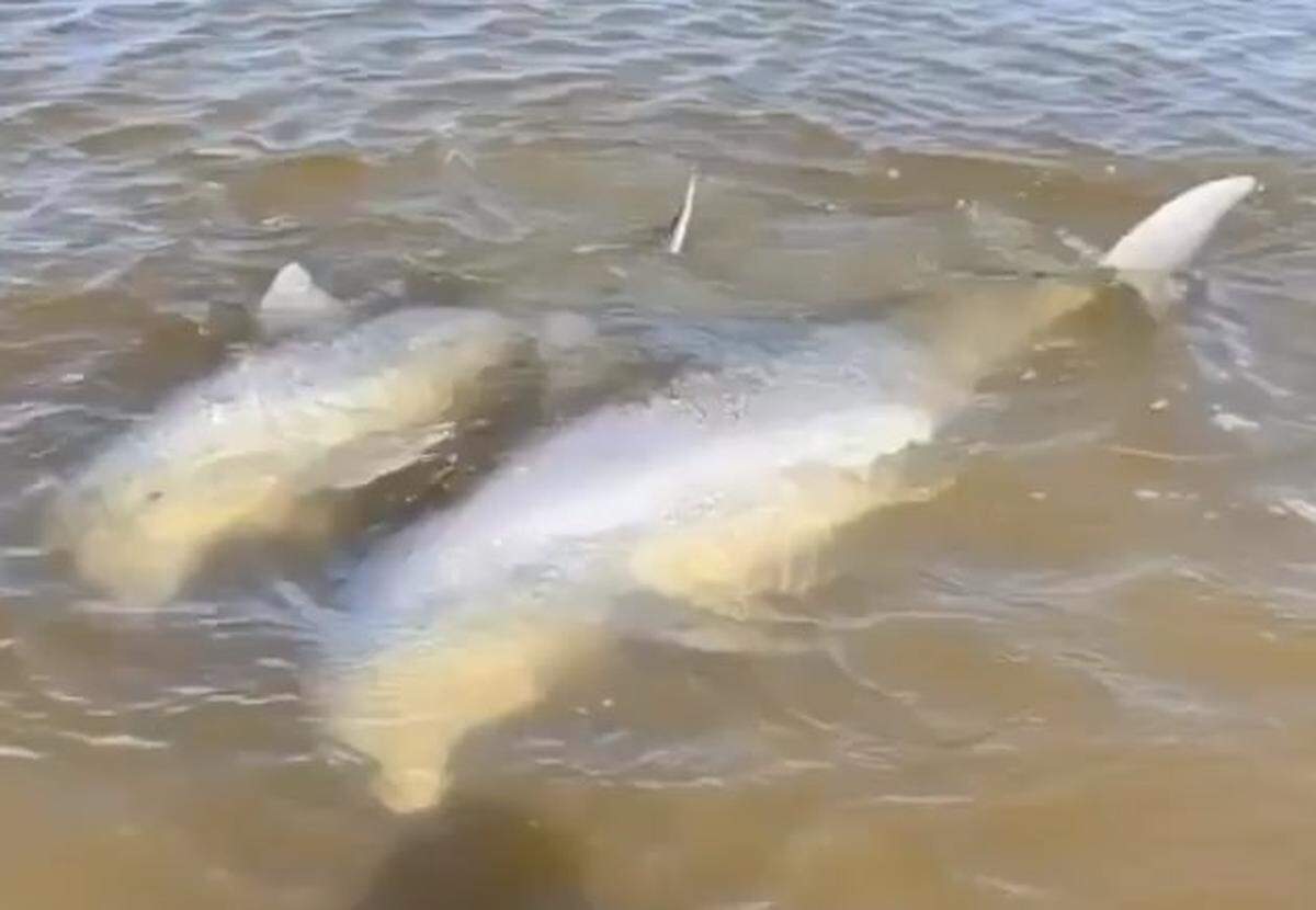Two dolphins thrashed in Fish Haul Creek Monday when they were stuck at low tide.
