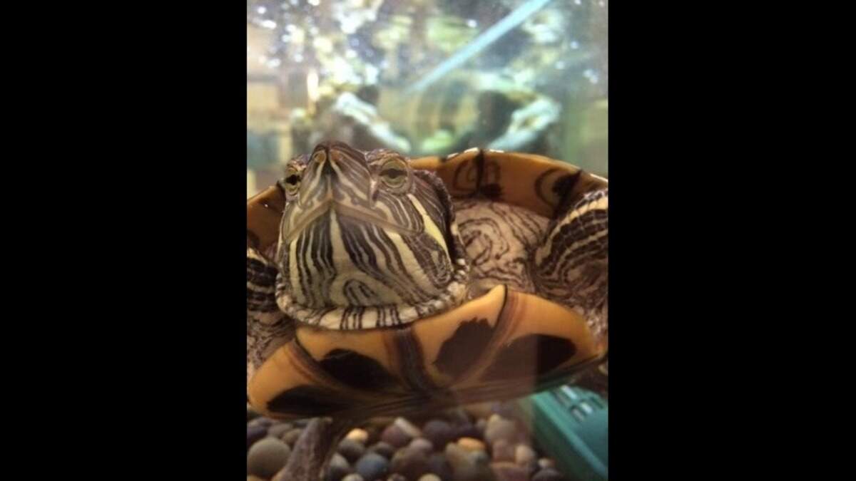 The science classroom’s red-eared slider — lovingly named “Ms. Chompers” — is approximately 12 years old. The species can live up to 40 years in captivity.