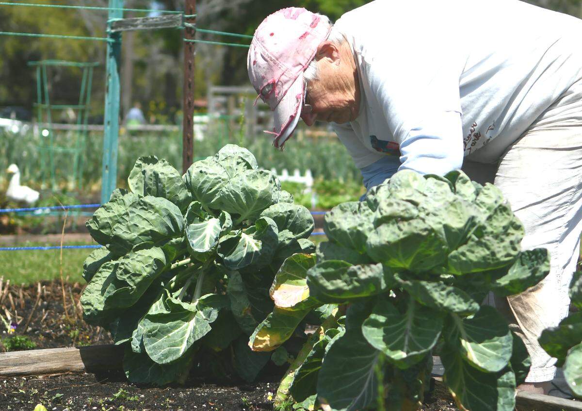 Doo Weidman wrestles with leaves as she plucks Brussels sprouts from several plants on Thursday, March 26, 2020, at Heritage Farms, a community garden in Sea Pines on Hilton Head Island. Weidman isn’t concerned with the coronavirus as “I’ve lived through several quarantines in my life ... measles, mumps, chicken pocs ... we’re the healthiest people on the planet. I think it’s overblown.”