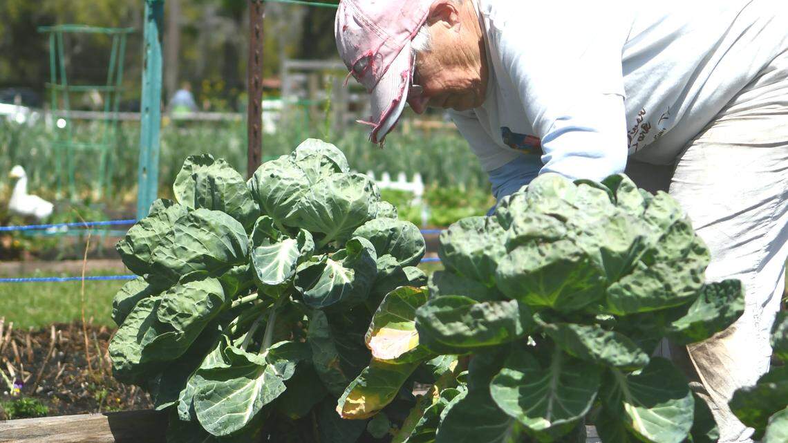 In Hilton Head, Sun City gardens, some find coronavirus relief. Others find locked gates
