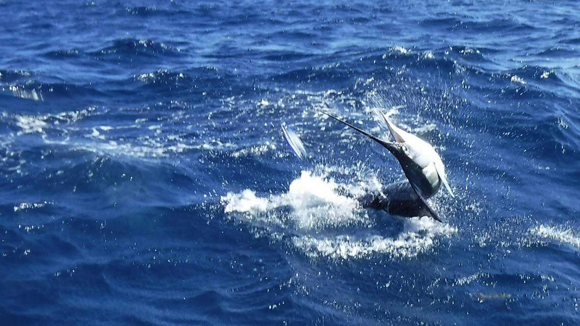 Sailfish, tripletails, grouper and Butterbean. These are a few of my favorite things