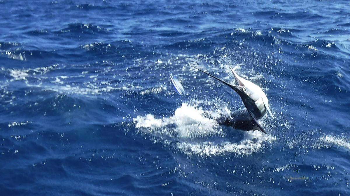 Sailfish too!