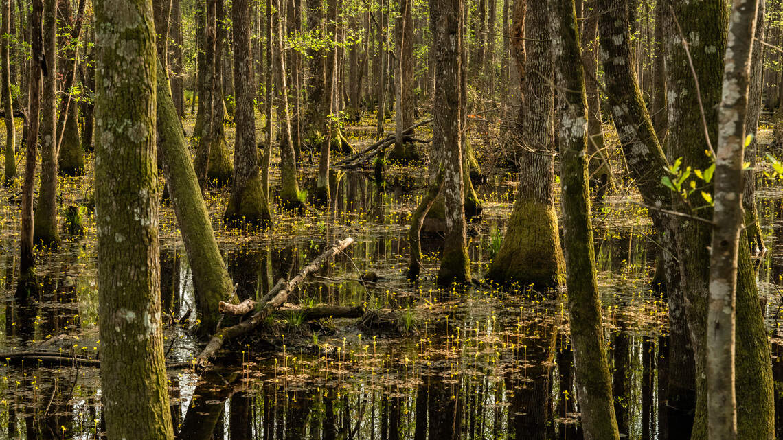 Conservation group buys 3rd Jasper County property totaling 5,000 acres. What’s it for?