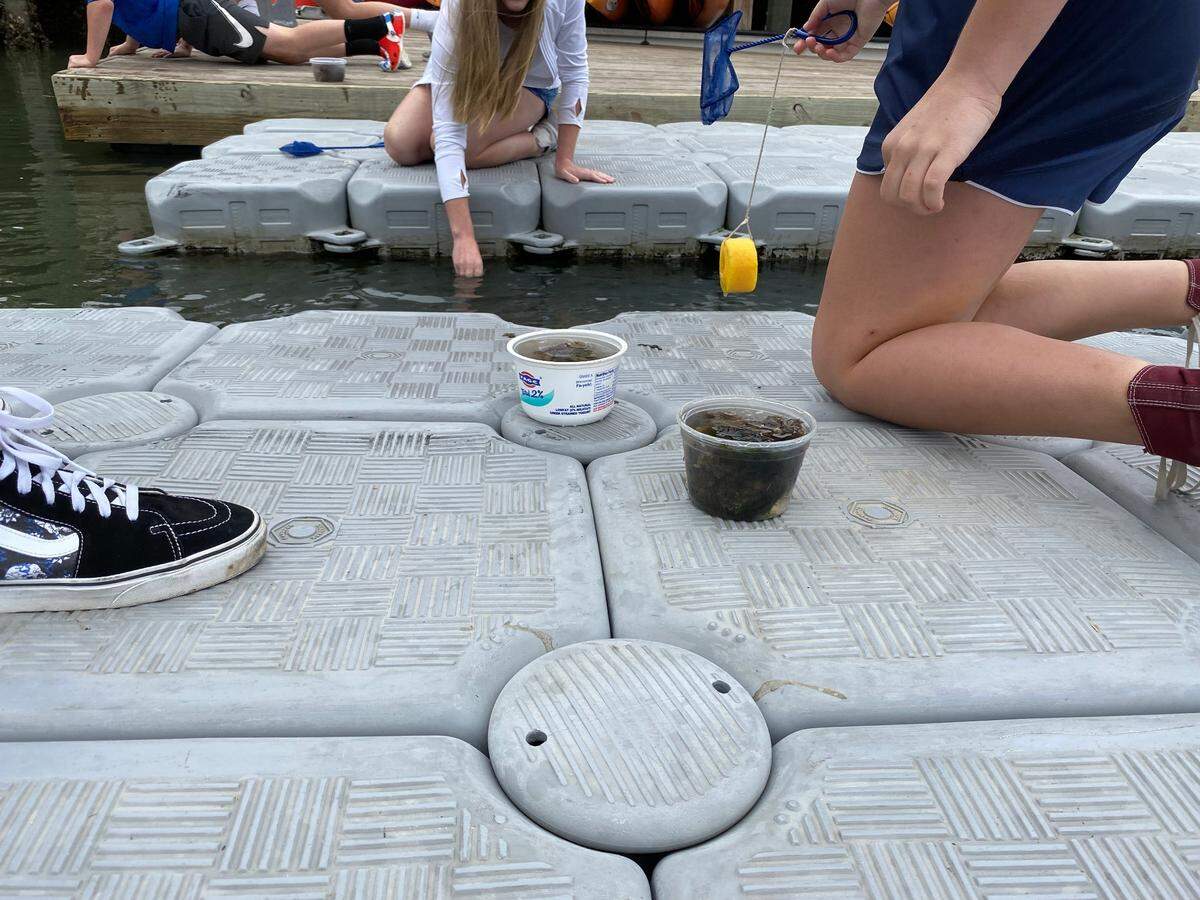 Hilton Head Christian Academy students gathering specimens from below the Shelter Cove Marina floating dock Monday, May 9, 2022 on Hilton Head Island.
