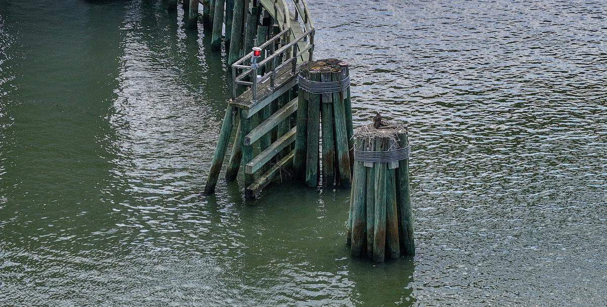 An osprey has made a nest on a dolphin pile on the eastern side of the Richard V. Woods Memorial Bridge as photographed on May 19, 2026, in Beaufort.