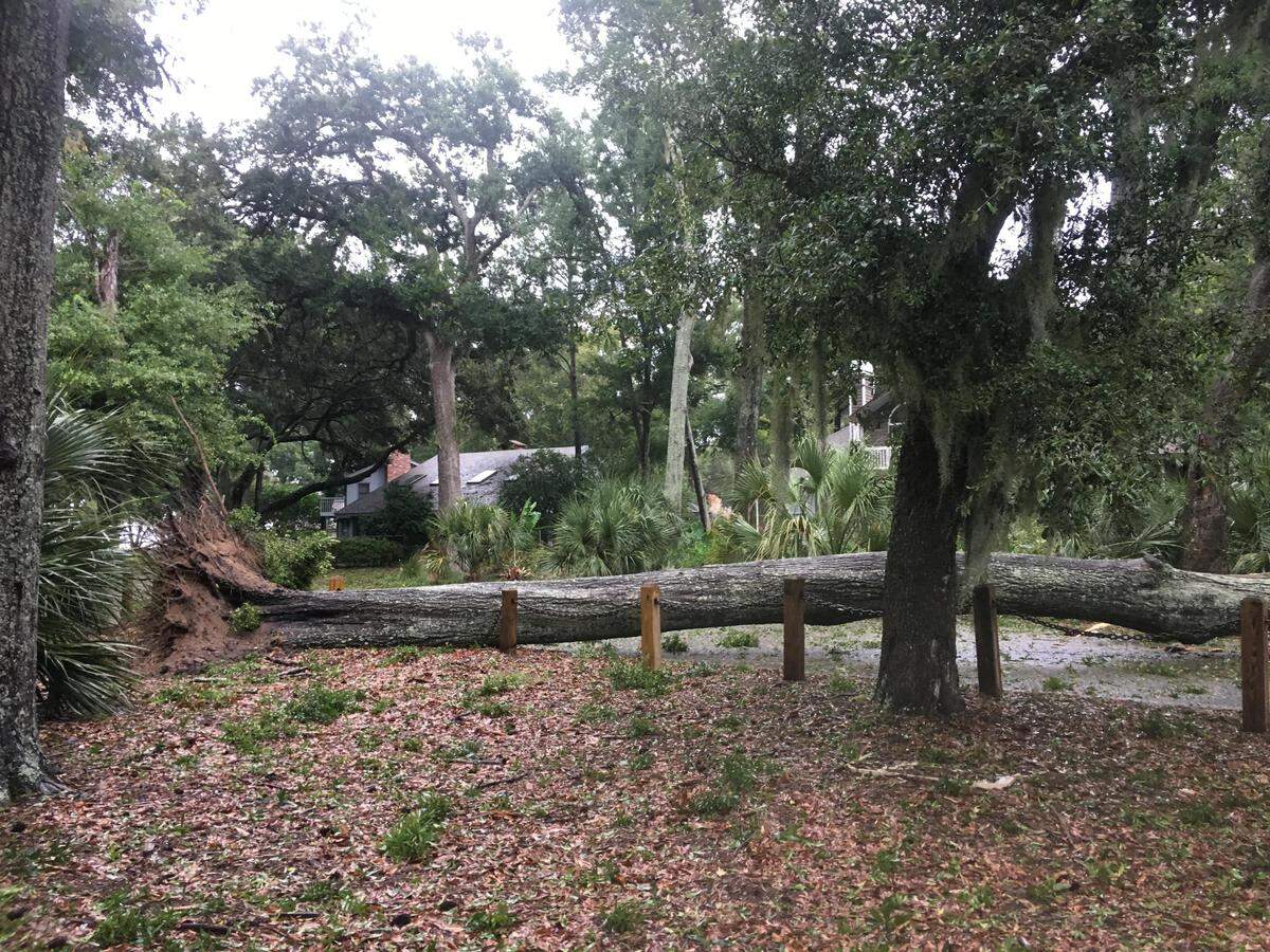A large tree blocks roadway Thursday morning in Dolphin Head Park on Hilton Head’s north end.