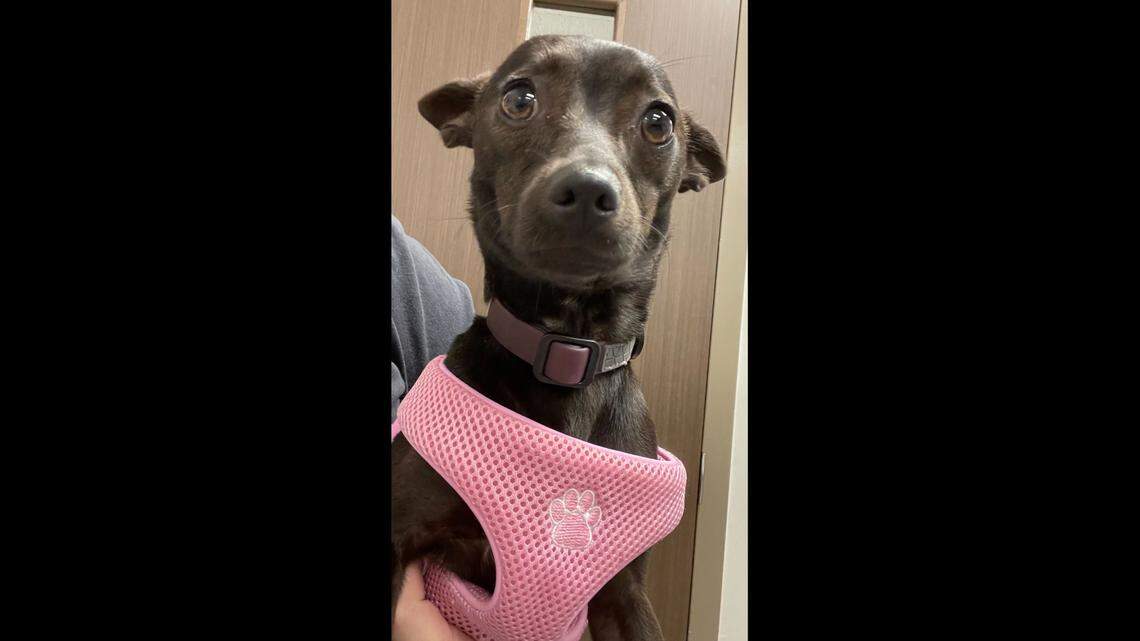 Small dog abandoned at Bluffton Goodwill rescued by good Samaritan and animal services