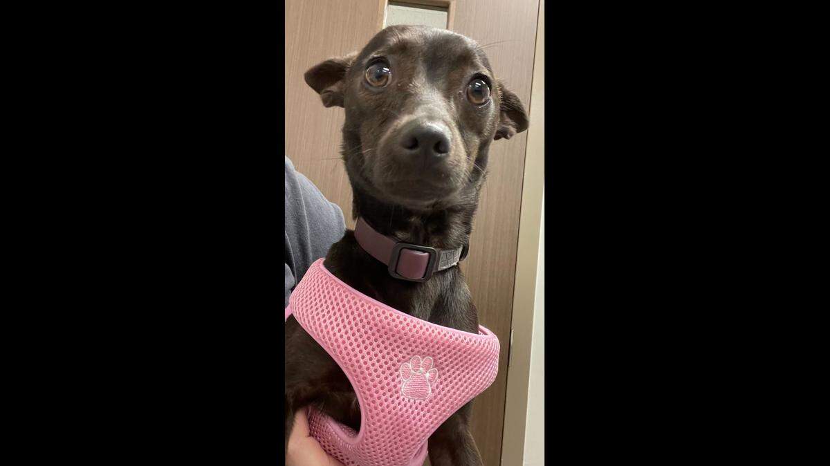 Nyx was left overnight in a cage at Goodwill. She was found Thursday morning and taken in by county animal services.