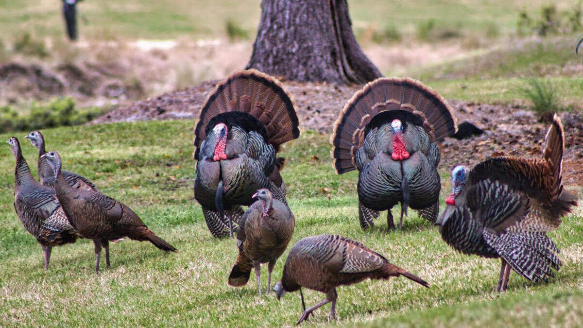 Wild turkeys roam the landscape in South Carolina.