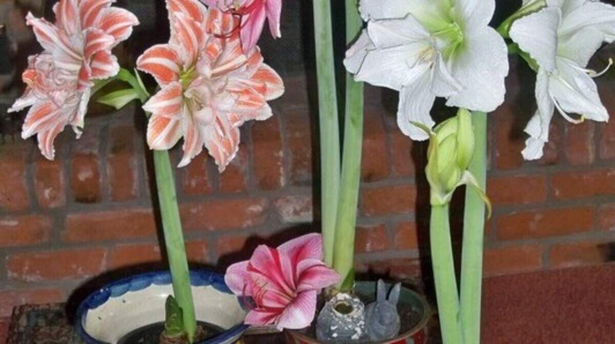 These amaryllis bulbs have been blooming since December. Each bulb produced eight flowers.