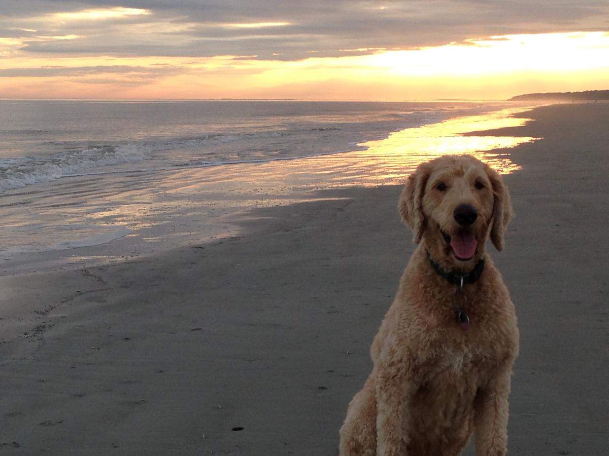 “Caleb,” Greg Critchley’s goldendoodle, at the beach.
