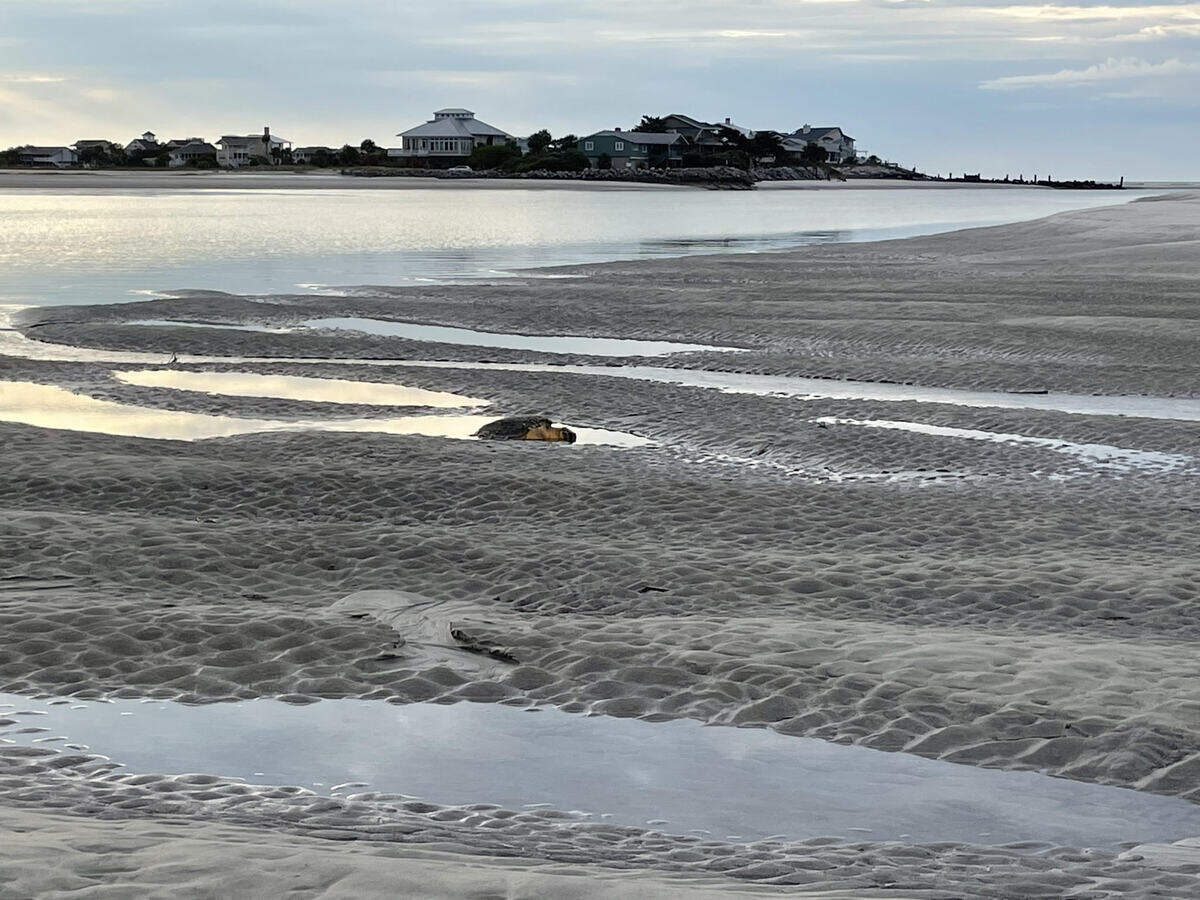 A stranded loggerhead sea turtle, about 20 years old and 75 pounds, was missing a front flipper when it was discovered in a tidal pool on north shore of Pritchards Island on Saturday, May 21, 2022, in Beaufort County.