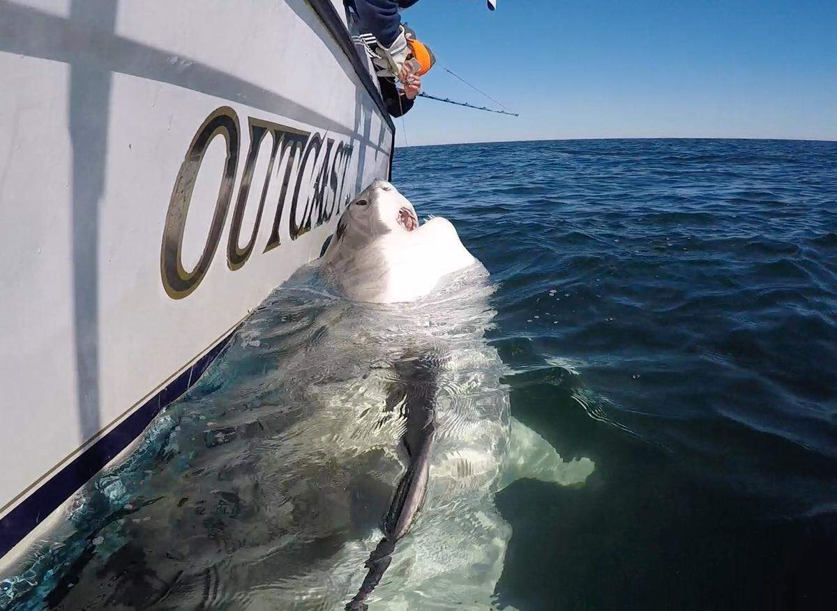 A 15-foot great white shark hooked off of Hilton Head Island was named Grace after Grace Sulak, a 14-year-old Bluffton student who was killed in an unsolved hit and run in 2016.