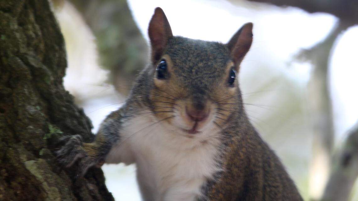 How to take care of baby squirrels found on the ground after storms