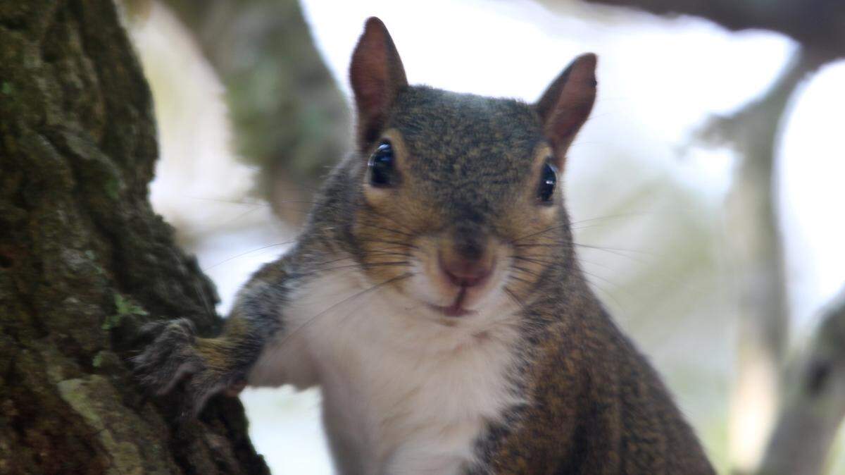 Gray squirrels (North Carolina’s state mammal) raise their second brood of the year during the hurricane season.