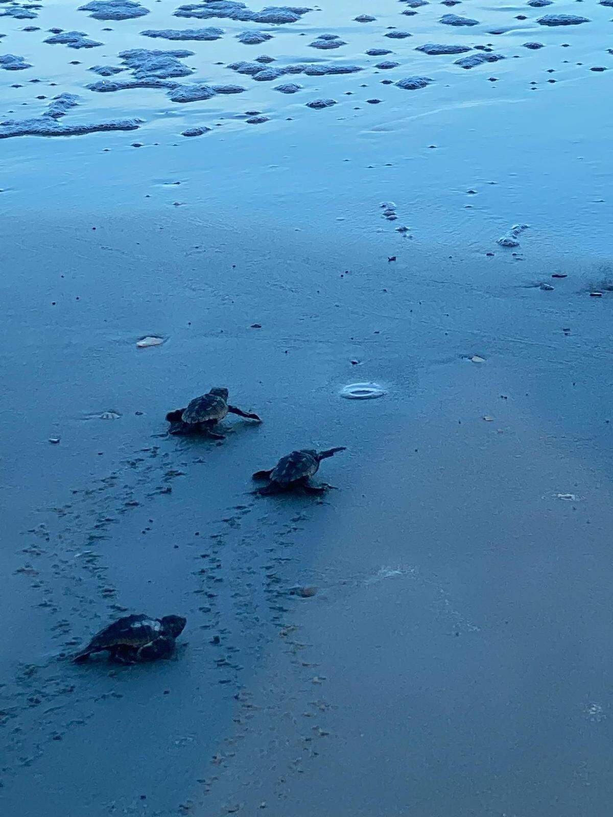 Stragglers from a newly hatched loggerhead sea turtle nest head for the ocean at Hunting Island.