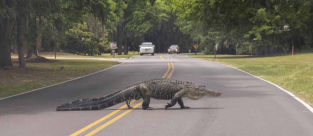 A large alligator crosses Seabrook Drive in Hilton Head Plantation on May 10, 2021.