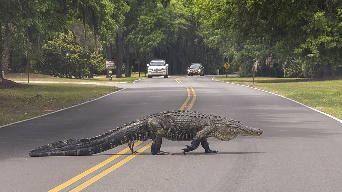 ‘Magnificent’: 12-foot alligator stops traffic in Hilton Head gated community