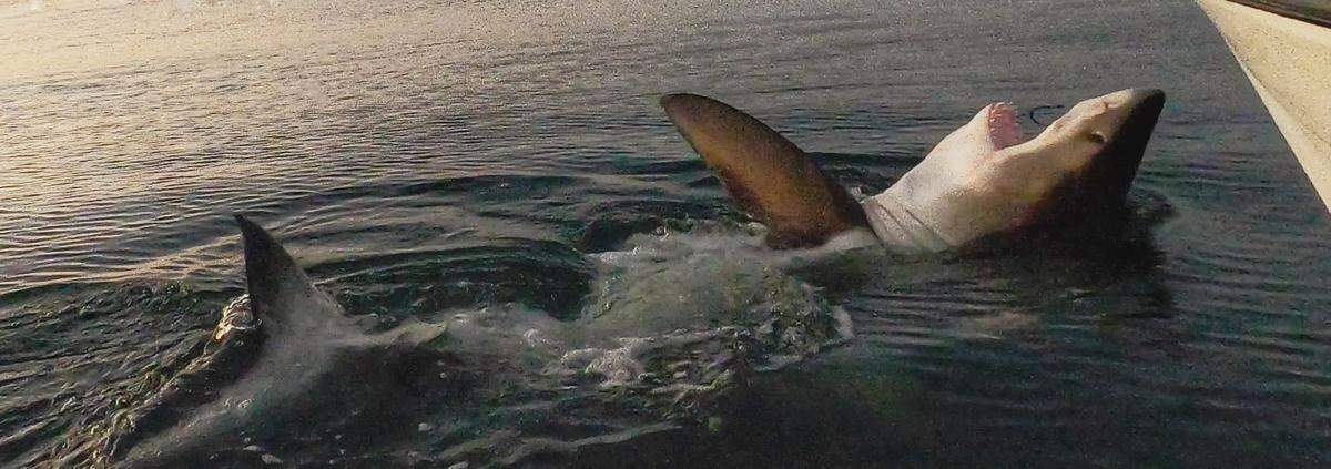 Charter captain Chip Michalove of Outcast Sport Fishing caught and released this great white shark a few miles off Hilton Head Island, South Carolina, on Monday evening. The shark was over 11 feet long.