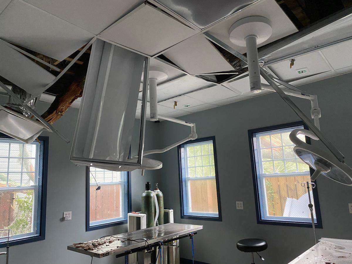 Trees penetrate the roof into the surgery area of the Veterinary Hospital of Port Royal.