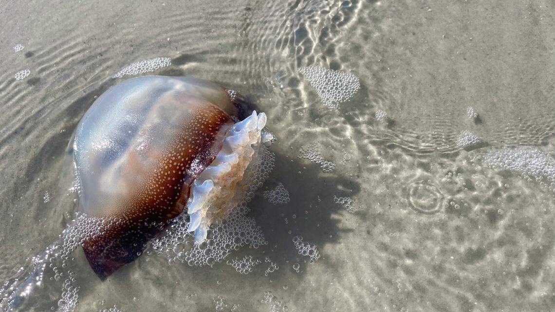 Jellyfish will soon swarm Hilton Head beaches. Here’s why and what to do if you get stung